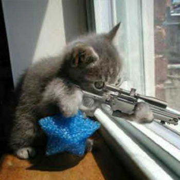 and tagged guns, kittens.